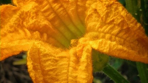 Close-up of yellow leaf