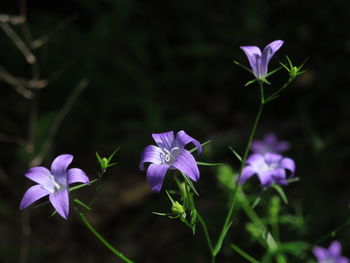 Close-up of purple flowers