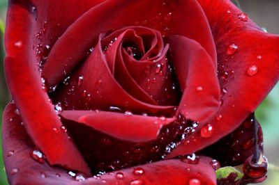 Close-up of red rose