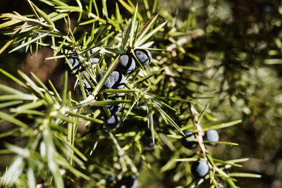 Branch of juniper tree with green leaves and black cones ina sunnny day , macro lens