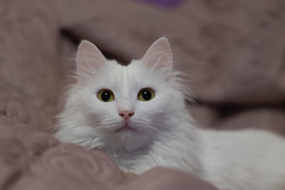 Close-up portrait of white cat on bed at home