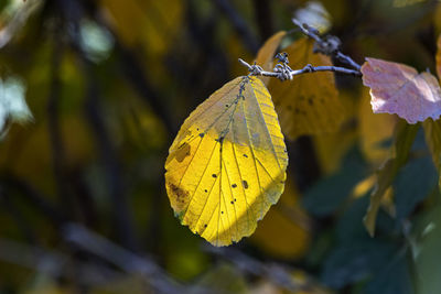Close-up of butterfly on plant