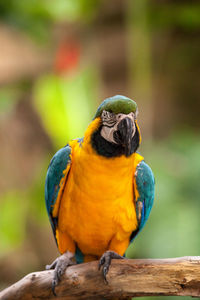 Blue and gold macaw bird ara ararauna perches in captivity in florida