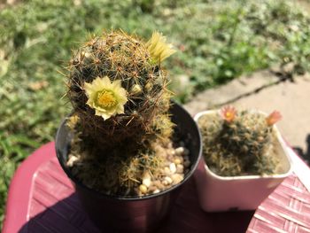 High angle view of cactus flower pot