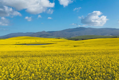 Scenic view of oilseed rape field against sky