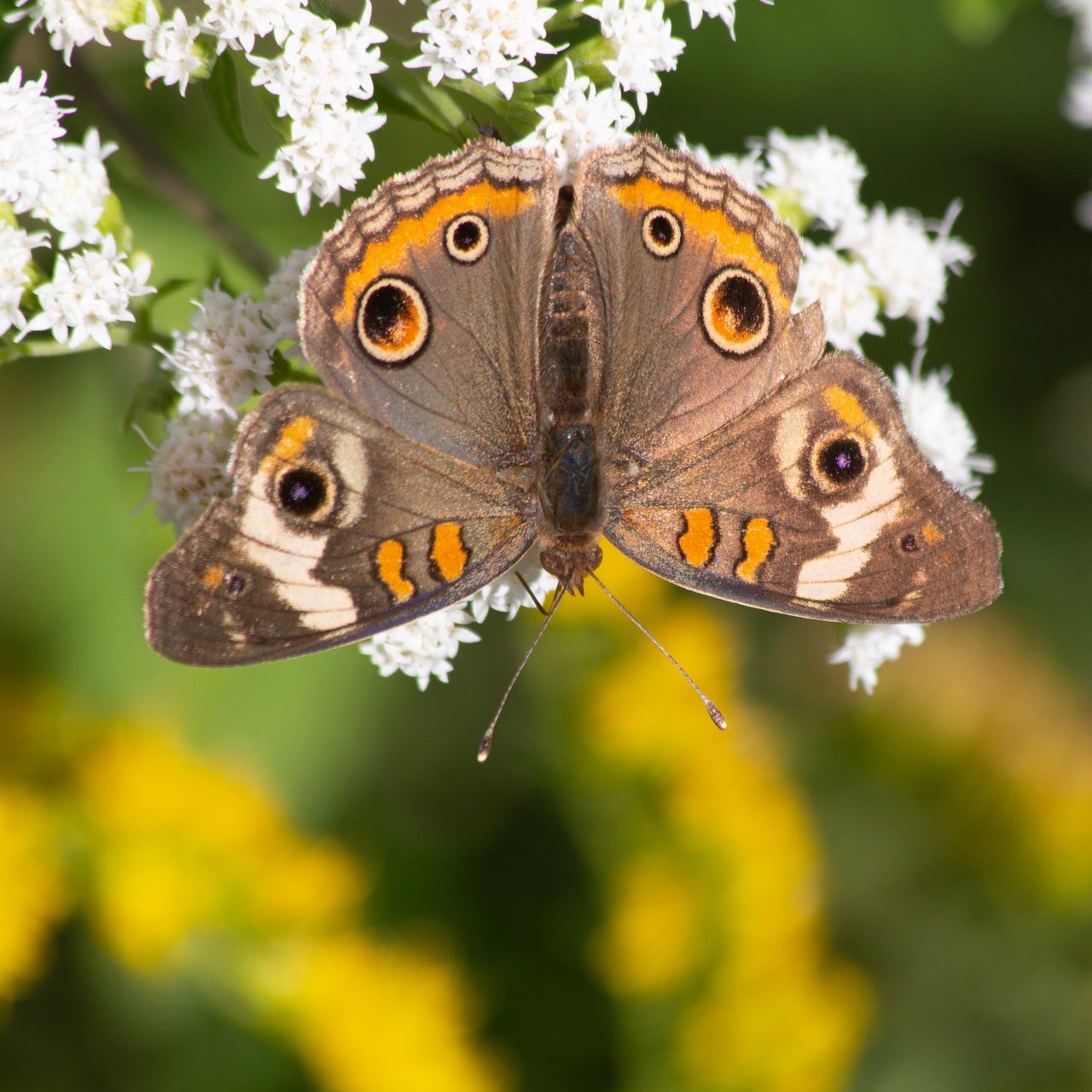 animal themes, animal, animal wildlife, one animal, animals in the wild, insect, close-up, flower, invertebrate, plant, butterfly - insect, flowering plant, animal wing, beauty in nature, nature, focus on foreground, no people, day, fragility, animal body part, butterfly, pollination, outdoors, flower head