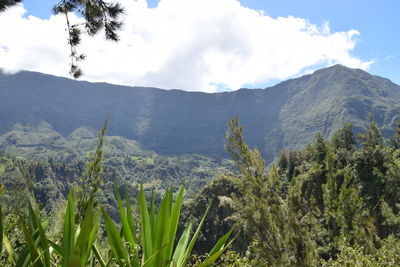 Panoramic view of trees and mountains against sky