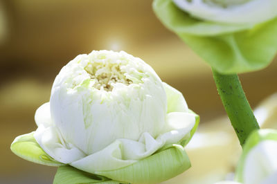 Close-up of white rose flower