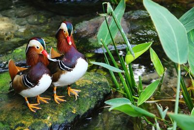 Ducks in a lake