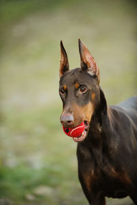 Doberman pinscher with red ball in mouth at park