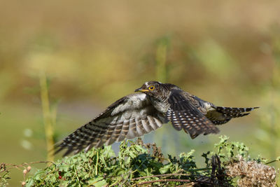 Close-up of bird