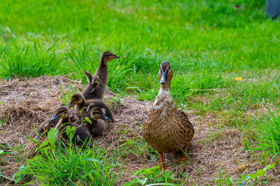 Duck on grassy field