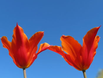 Close-up of orange flowering plant against blue sky