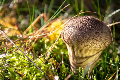 Close-up of mushroom growing on field