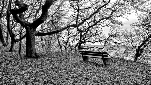 Empty bench in park