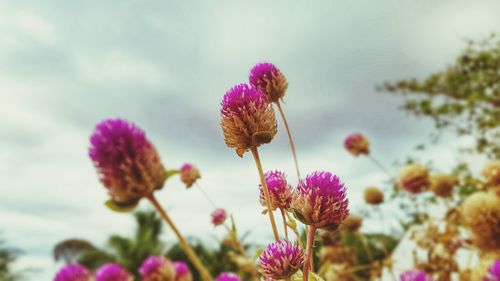 Close-up of pink flowering plant against sky