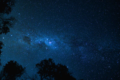 Low angle view of trees against star field at night