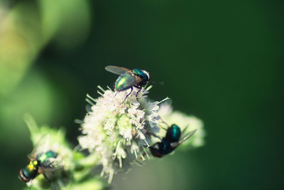 Close-up of insect on flower