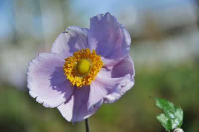 Close-up of purple flower