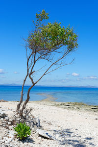 Tree on beach against blue sky
