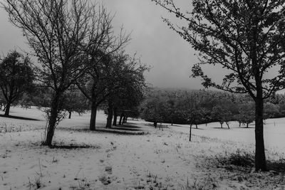 Trees on snow covered field against sky