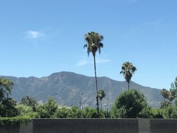 Palm trees on landscape against sky