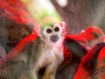 Portrait of monkey on tree