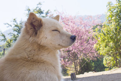 Close-up of dog on tree