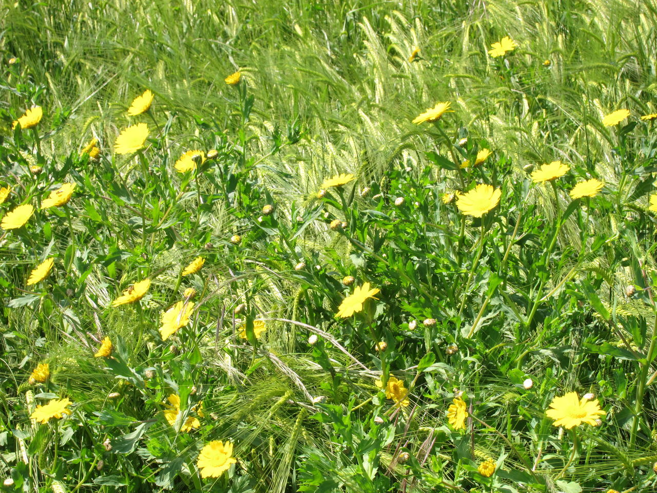 HIGH ANGLE VIEW OF YELLOW FLOWERING PLANT ON FIELD