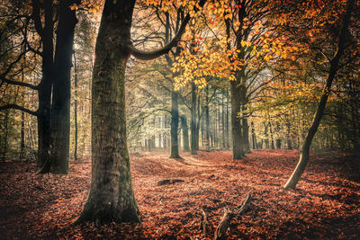 Trees in forest during autumn