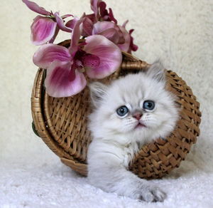 Close-up of kitten in basket