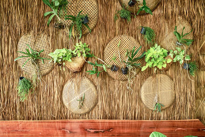 Plants growing on wall