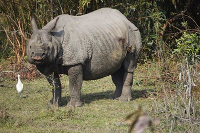 Rhinoceros standing on field