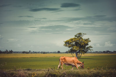 Horse in a field