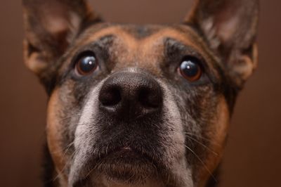 Close-up of dog