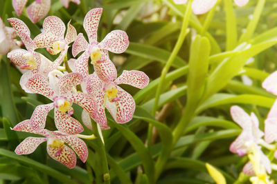 Close-up of flowering plant