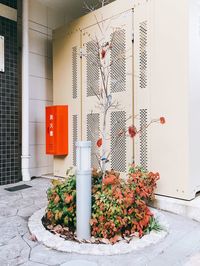 Potted plant by window in building