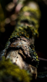 Close-up of moss on rock