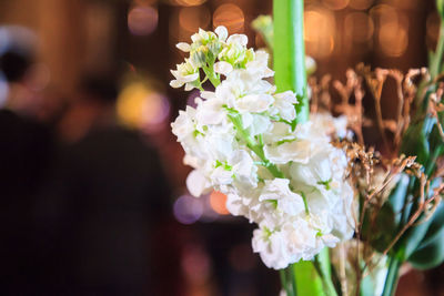 Close-up of white flowering plant