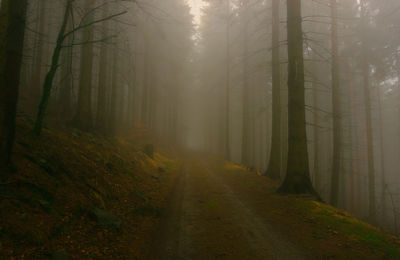 Dirt road amidst trees in forest