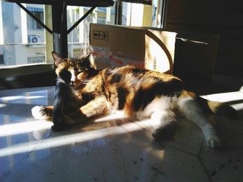 Cat sleeping
