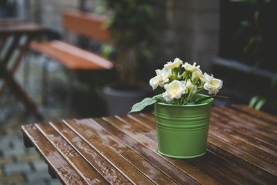 Close-up of potted plant on wooden table at sidewalk cafe