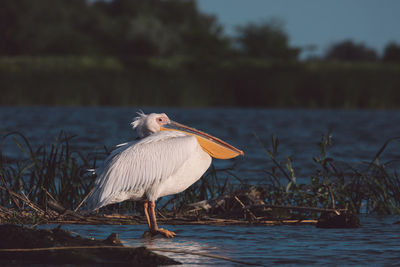 View of a pelican on lake shore