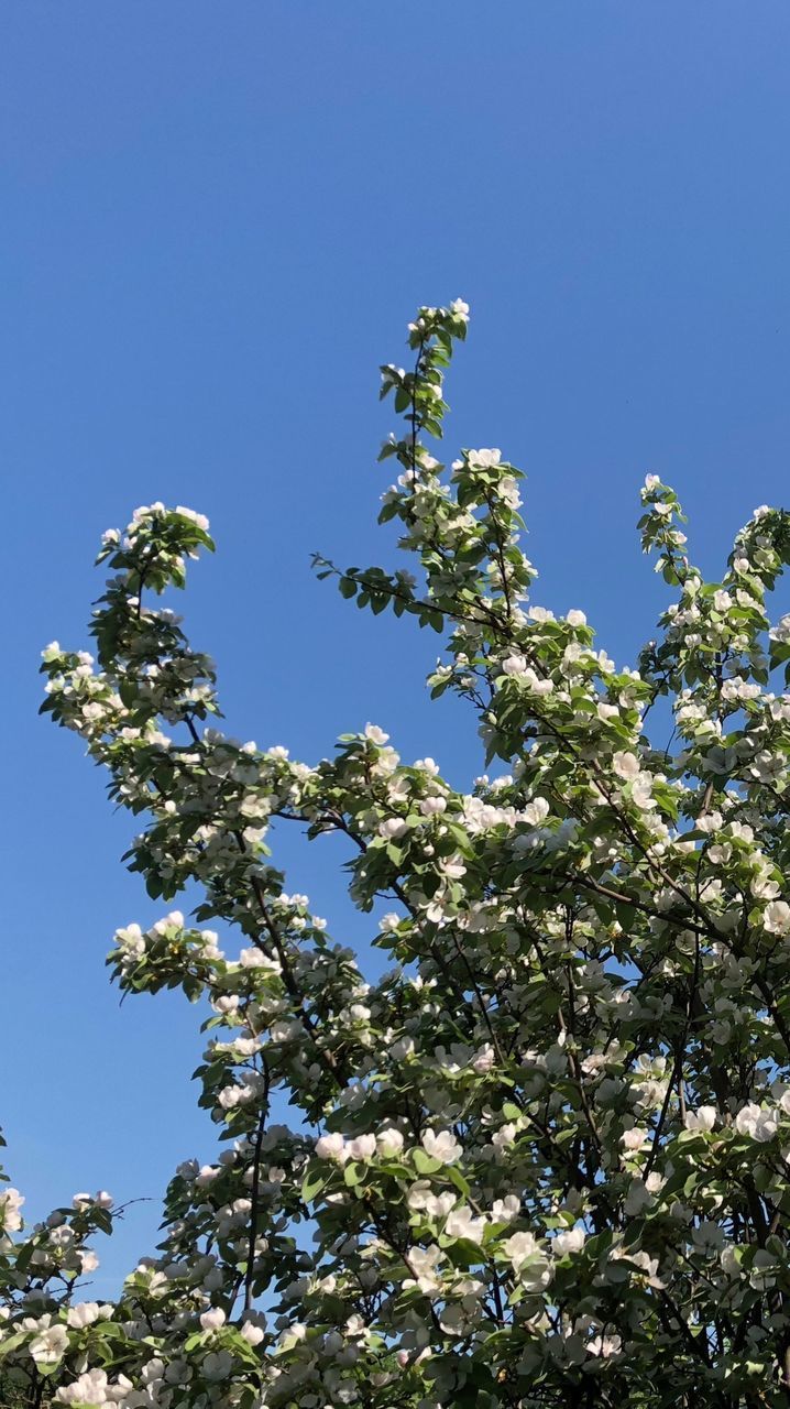 LOW ANGLE VIEW OF FLOWERING PLANT AGAINST CLEAR SKY