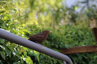 Close-up of bird perching on plant