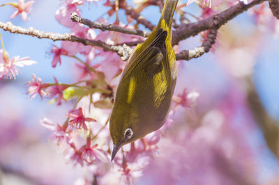 Close-up of cherry blossoms on tree