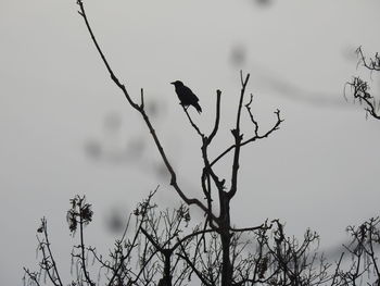 Low angle view of bird perching on tree against sky