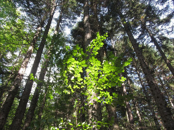 Low angle view of trees in forest