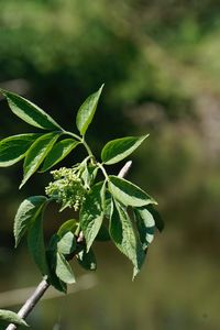 Close-up of green leaves