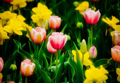 Close-up of pink tulips on field